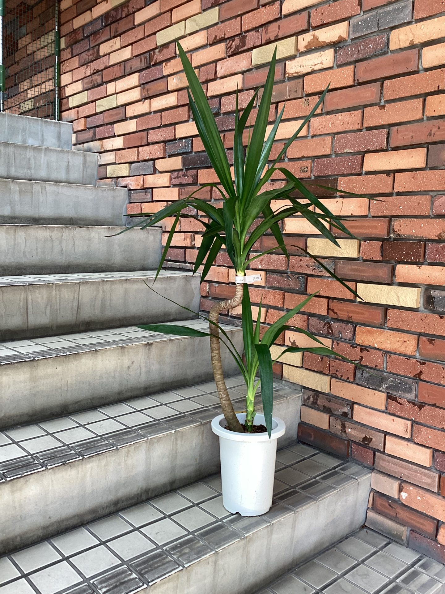 /|佐世保の花屋さん 花徳フローリスト