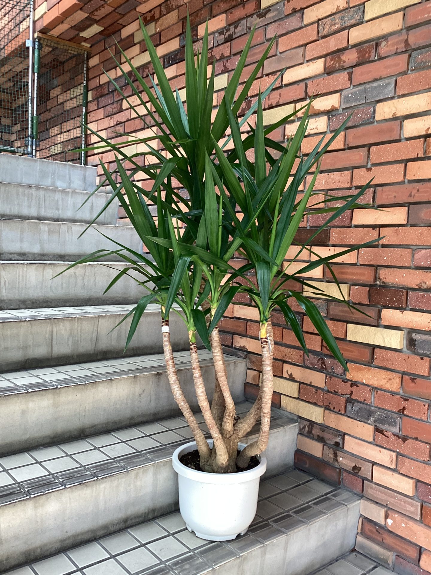 /|佐世保の花屋さん 花徳フローリスト