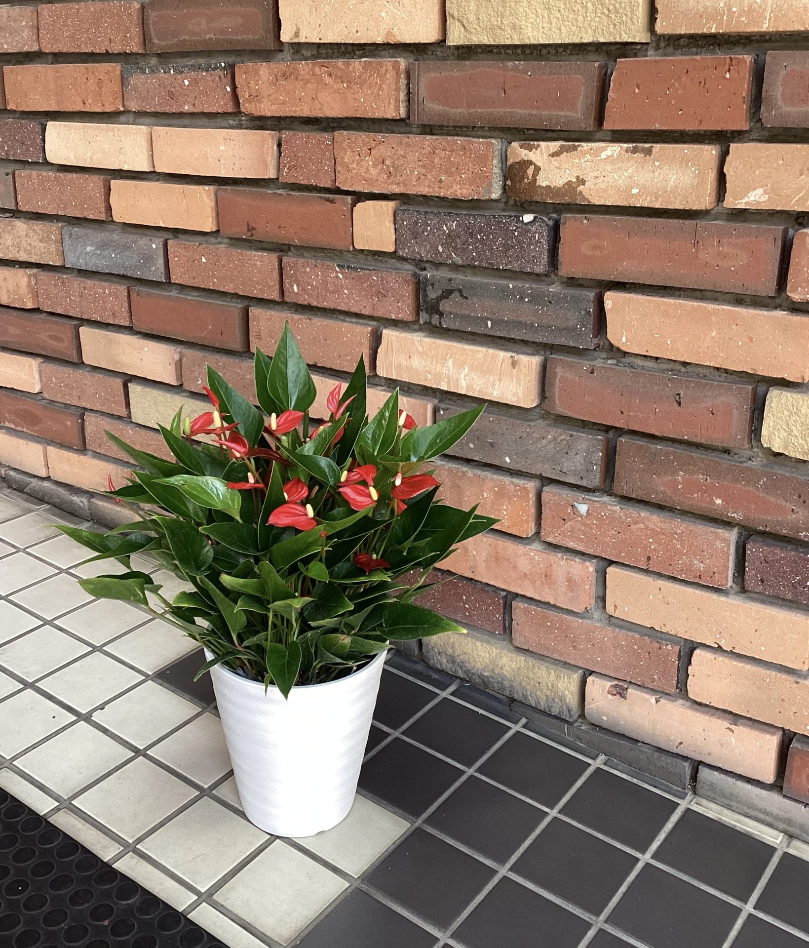 /|佐世保の花屋さん 花徳フローリスト