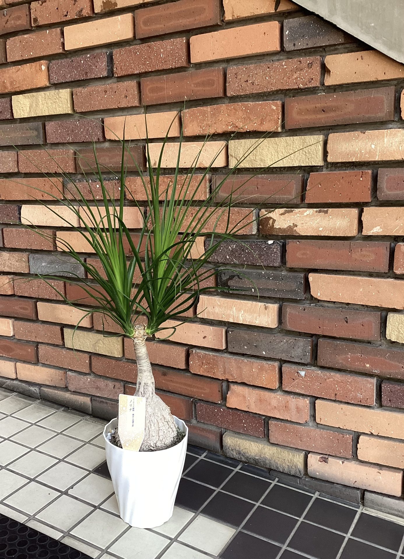 /|佐世保の花屋さん 花徳フローリスト