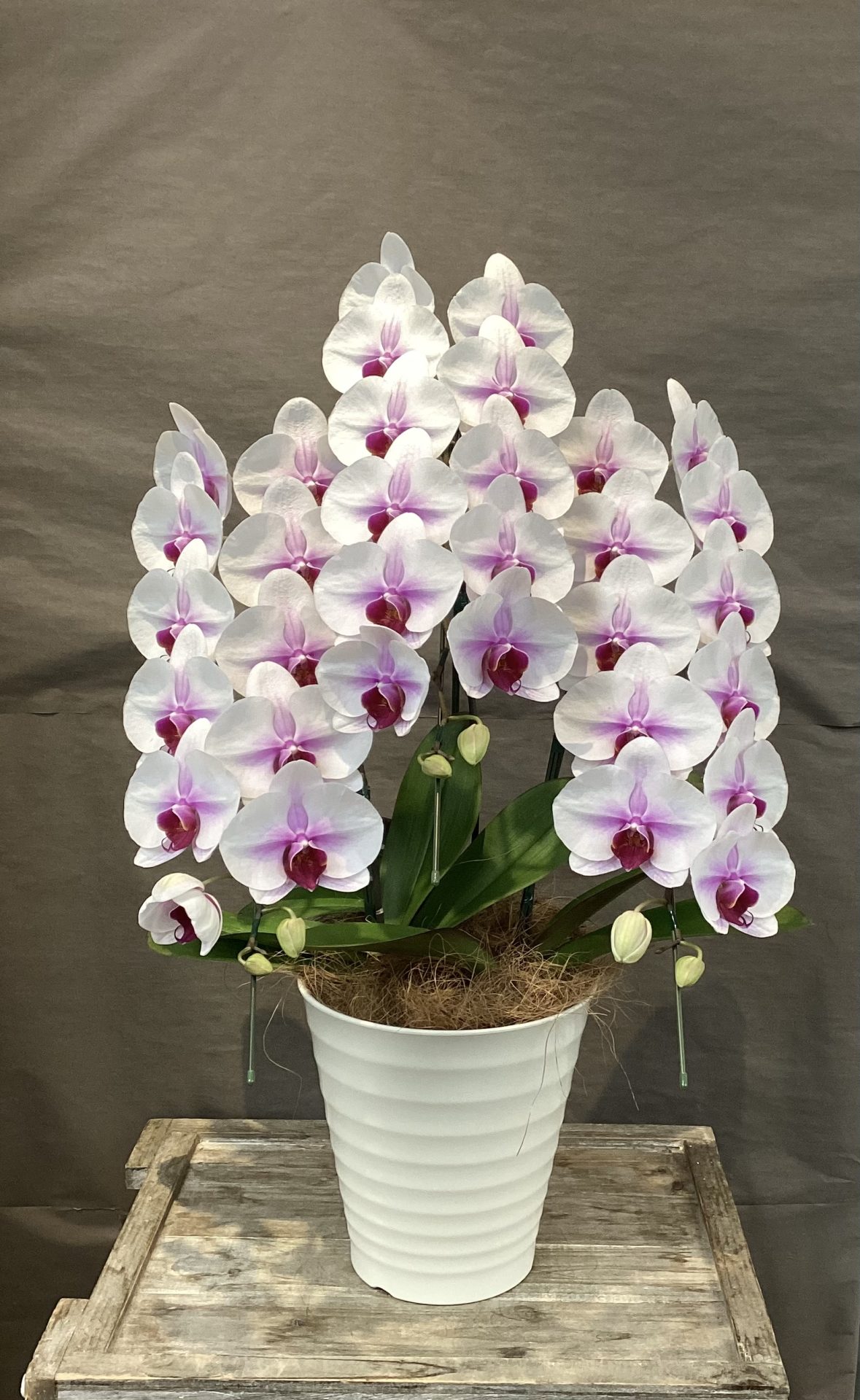 /|佐世保の花屋さん 花徳フローリスト