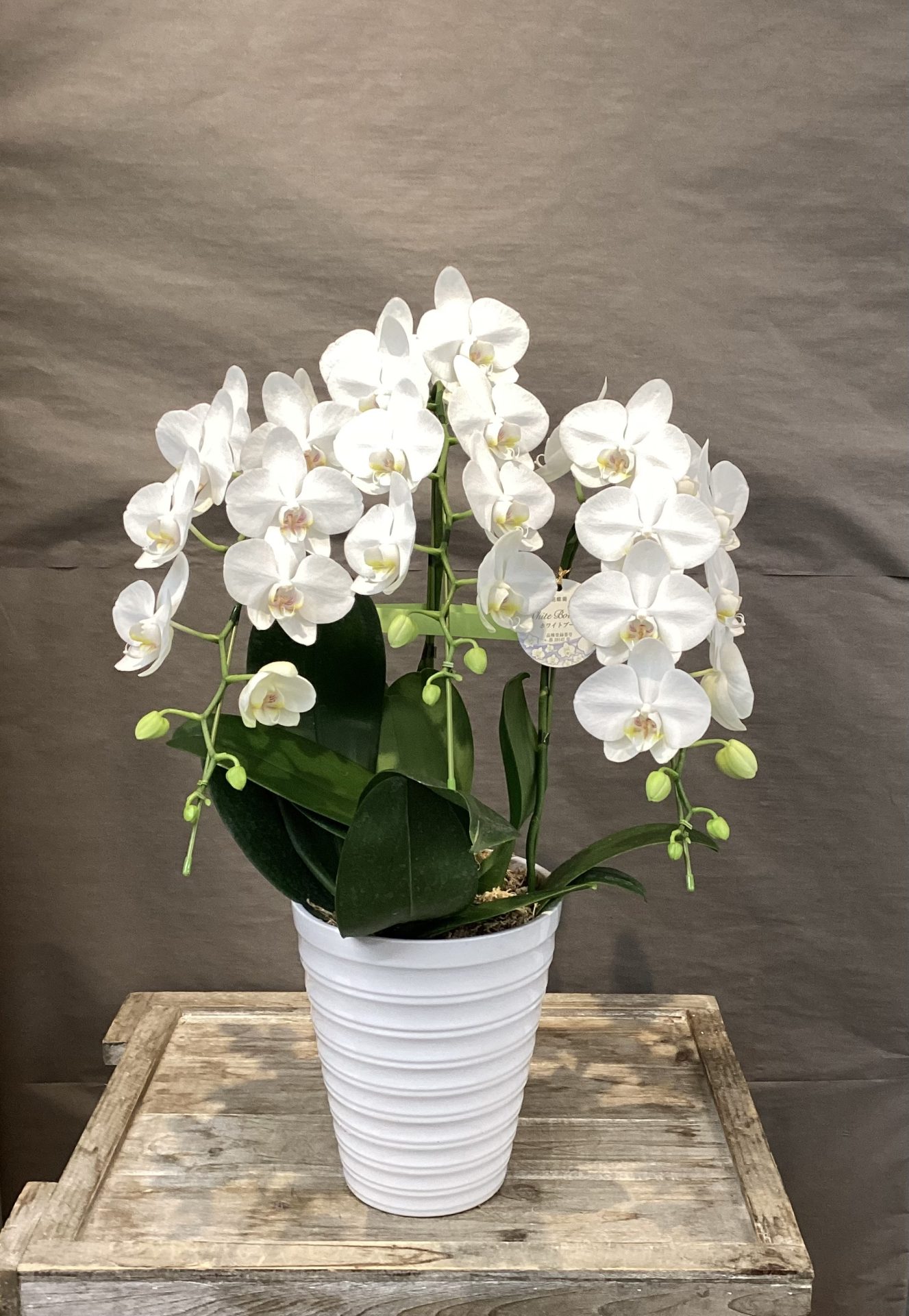 /|佐世保の花屋さん 花徳フローリスト