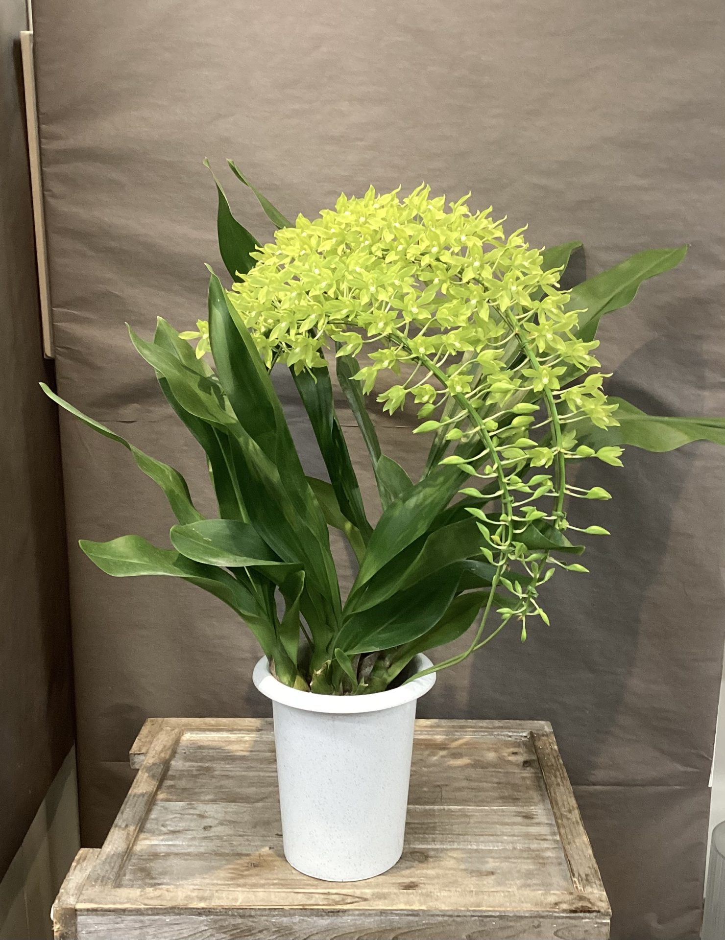 /|佐世保の花屋さん 花徳フローリスト