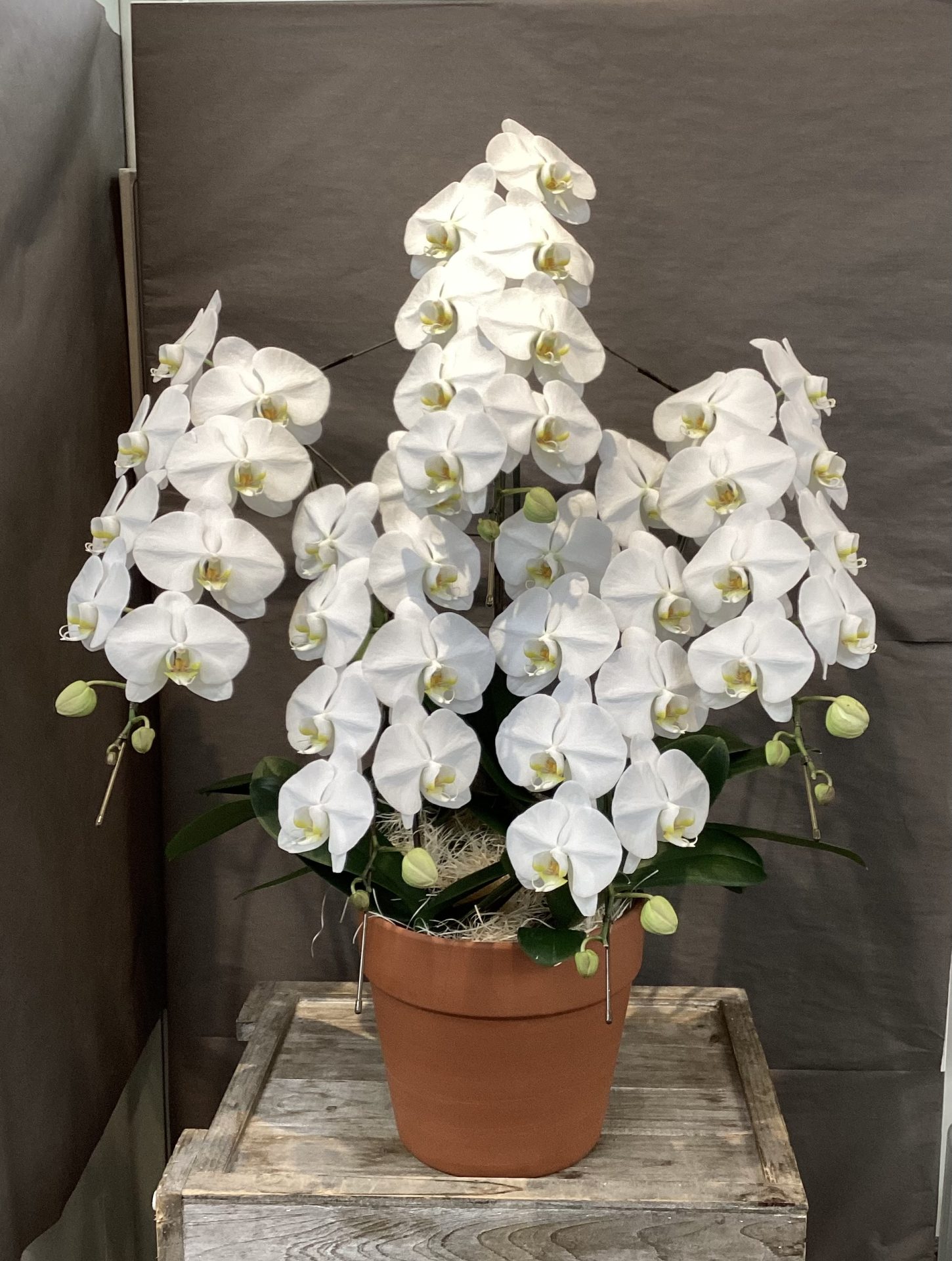 お祝い・お見舞いの花 胡蝶蘭 | 花徳フローリスト