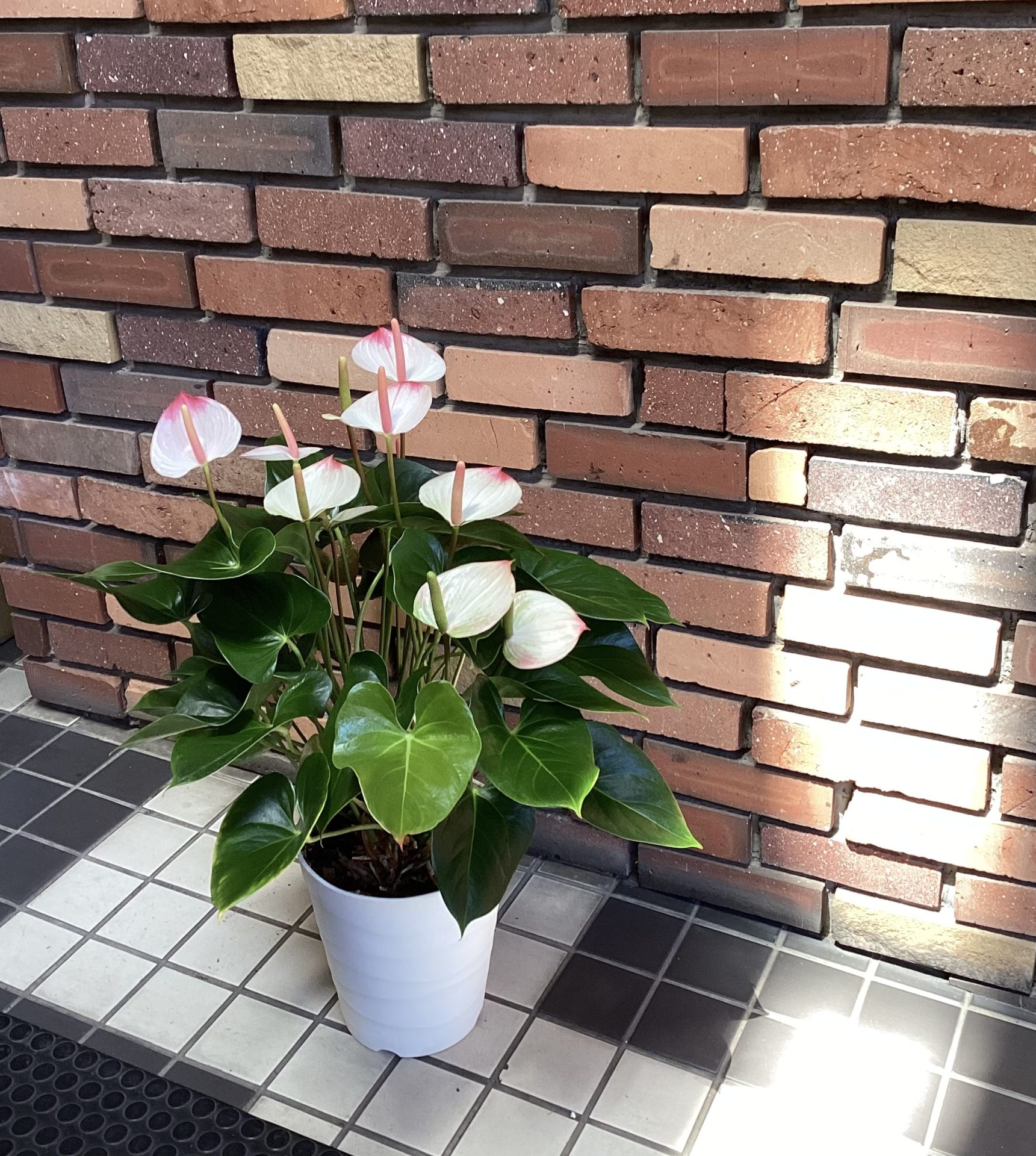 /|佐世保の花屋さん 花徳フローリスト
