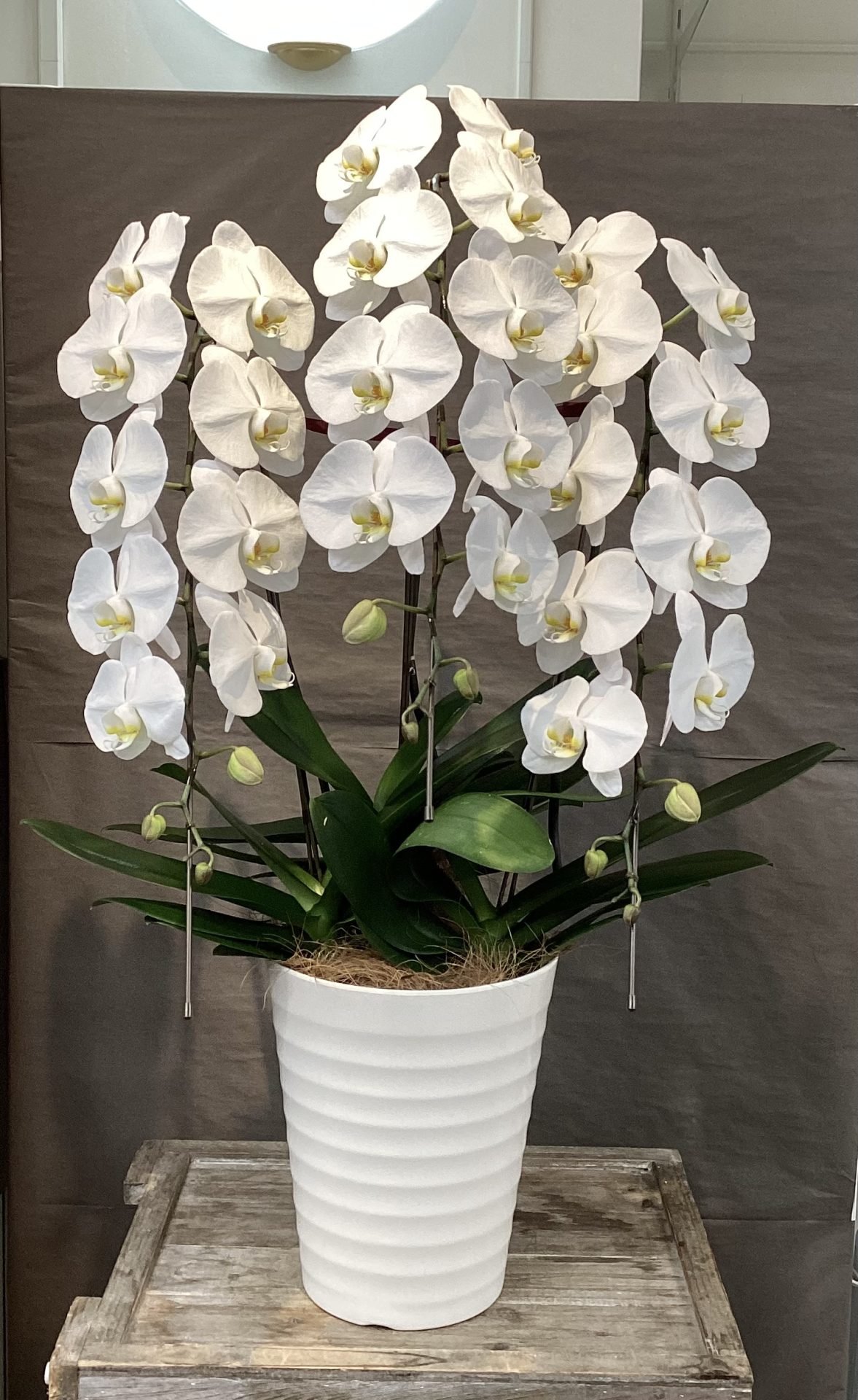 /|佐世保の花屋さん 花徳フローリスト