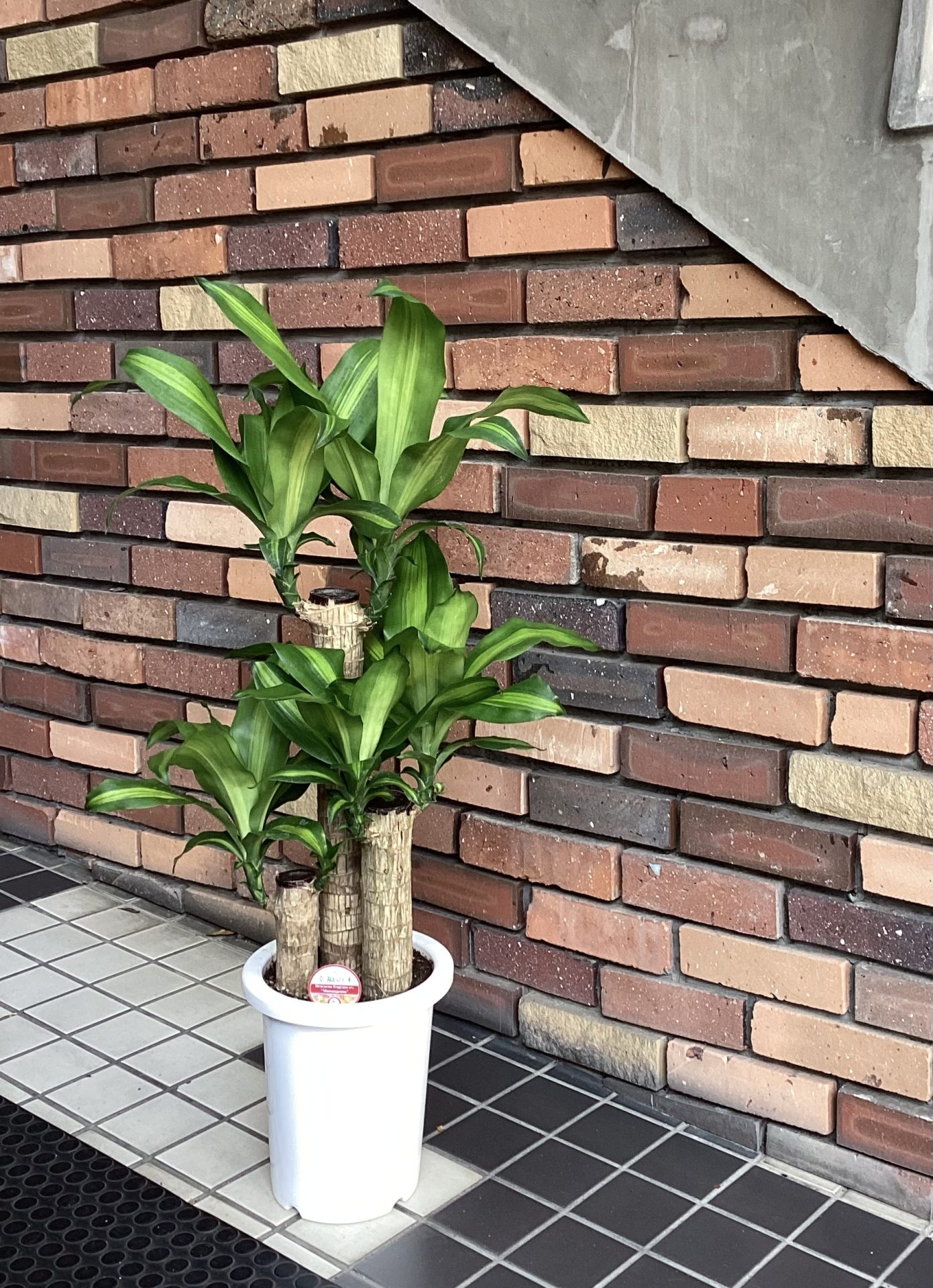 /|佐世保の花屋さん 花徳フローリスト