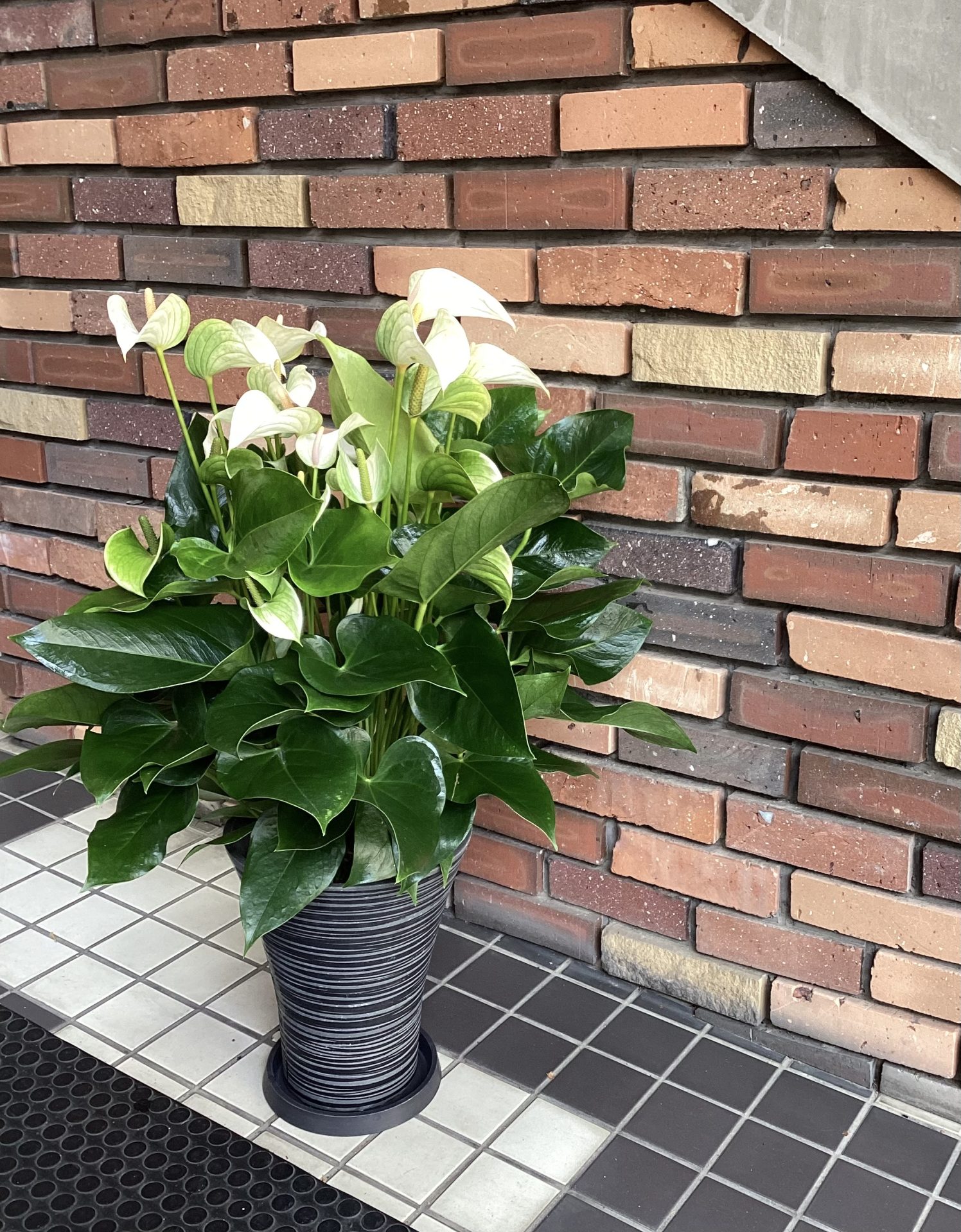 /|佐世保の花屋さん 花徳フローリスト