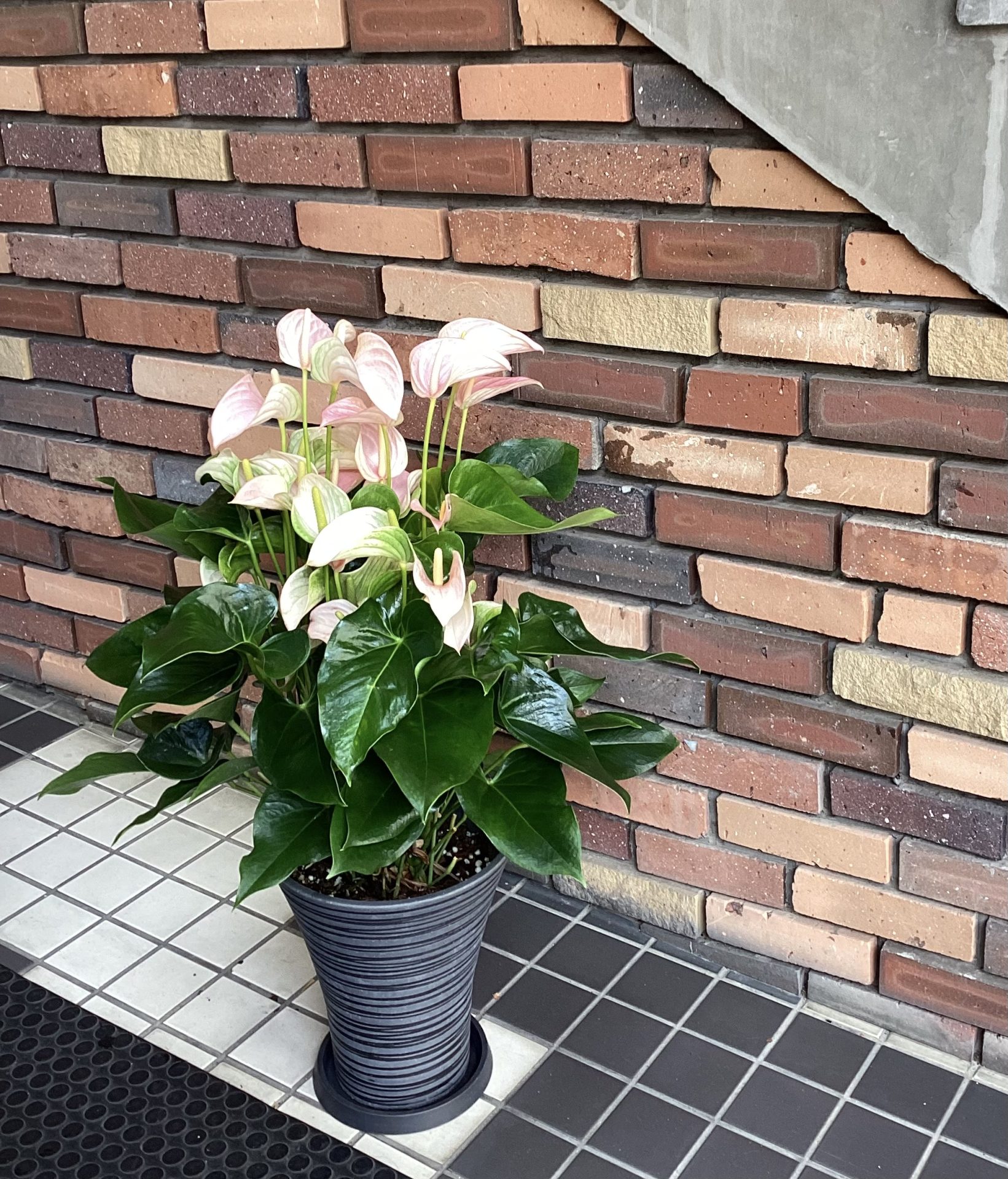 /|佐世保の花屋さん 花徳フローリスト
